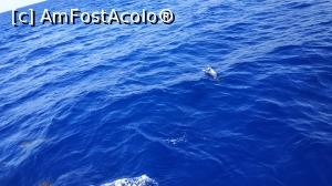 [P20] croaziera cu Sea Nature » foto by elenaadina
 - 
<span class="allrVoted glyphicon glyphicon-heart hidden" id="av1337780"></span>
<a class="m-l-10 hidden" id="sv1337780" onclick="voting_Foto_DelVot(,1337780,4289)" role="button">șterge vot <span class="glyphicon glyphicon-remove"></span></a>
<a id="v91337780" class=" c-red"  onclick="voting_Foto_SetVot(1337780)" role="button"><span class="glyphicon glyphicon-heart-empty"></span> <b>LIKE</b> = Votează poza</a> <img class="hidden"  id="f1337780W9" src="/imagini/loader.gif" border="0" /><span class="AjErrMes hidden" id="e1337780ErM"></span>