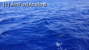 [P23] croaziera cu Sea Nature » foto by elenaadina
 - 
<span class="allrVoted glyphicon glyphicon-heart hidden" id="av1337783"></span>
<a class="m-l-10 hidden" id="sv1337783" onclick="voting_Foto_DelVot(,1337783,4289)" role="button">șterge vot <span class="glyphicon glyphicon-remove"></span></a>
<a id="v91337783" class=" c-red"  onclick="voting_Foto_SetVot(1337783)" role="button"><span class="glyphicon glyphicon-heart-empty"></span> <b>LIKE</b> = Votează poza</a> <img class="hidden"  id="f1337783W9" src="/imagini/loader.gif" border="0" /><span class="AjErrMes hidden" id="e1337783ErM"></span>