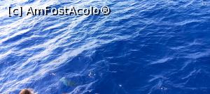 [P44]  -- <small>// FĂRĂ DESCRIERE</small> » foto by elenaadina
 - 
<span class="allrVoted glyphicon glyphicon-heart hidden" id="av1337804"></span>
<a class="m-l-10 hidden" id="sv1337804" onclick="voting_Foto_DelVot(,1337804,4289)" role="button">șterge vot <span class="glyphicon glyphicon-remove"></span></a>
<a id="v91337804" class=" c-red"  onclick="voting_Foto_SetVot(1337804)" role="button"><span class="glyphicon glyphicon-heart-empty"></span> <b>LIKE</b> = Votează poza</a> <img class="hidden"  id="f1337804W9" src="/imagini/loader.gif" border="0" /><span class="AjErrMes hidden" id="e1337804ErM"></span>