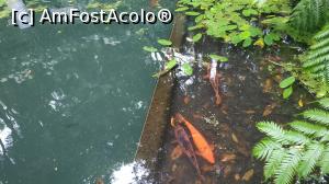 [P30] Monte Palace Garden » foto by elenaadina
 - 
<span class="allrVoted glyphicon glyphicon-heart hidden" id="av1337981"></span>
<a class="m-l-10 hidden" id="sv1337981" onclick="voting_Foto_DelVot(,1337981,4289)" role="button">șterge vot <span class="glyphicon glyphicon-remove"></span></a>
<a id="v91337981" class=" c-red"  onclick="voting_Foto_SetVot(1337981)" role="button"><span class="glyphicon glyphicon-heart-empty"></span> <b>LIKE</b> = Votează poza</a> <img class="hidden"  id="f1337981W9" src="/imagini/loader.gif" border="0" /><span class="AjErrMes hidden" id="e1337981ErM"></span>