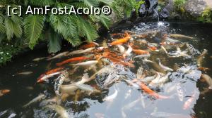 [P92] Monte Palace Garden » foto by elenaadina
 - 
<span class="allrVoted glyphicon glyphicon-heart hidden" id="av1338043"></span>
<a class="m-l-10 hidden" id="sv1338043" onclick="voting_Foto_DelVot(,1338043,4289)" role="button">șterge vot <span class="glyphicon glyphicon-remove"></span></a>
<a id="v91338043" class=" c-red"  onclick="voting_Foto_SetVot(1338043)" role="button"><span class="glyphicon glyphicon-heart-empty"></span> <b>LIKE</b> = Votează poza</a> <img class="hidden"  id="f1338043W9" src="/imagini/loader.gif" border="0" /><span class="AjErrMes hidden" id="e1338043ErM"></span>