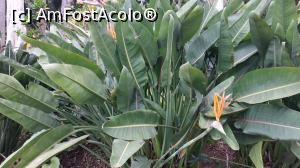 [P95] Monte Palace Garden » foto by elenaadina
 - 
<span class="allrVoted glyphicon glyphicon-heart hidden" id="av1338046"></span>
<a class="m-l-10 hidden" id="sv1338046" onclick="voting_Foto_DelVot(,1338046,4289)" role="button">șterge vot <span class="glyphicon glyphicon-remove"></span></a>
<a id="v91338046" class=" c-red"  onclick="voting_Foto_SetVot(1338046)" role="button"><span class="glyphicon glyphicon-heart-empty"></span> <b>LIKE</b> = Votează poza</a> <img class="hidden"  id="f1338046W9" src="/imagini/loader.gif" border="0" /><span class="AjErrMes hidden" id="e1338046ErM"></span>