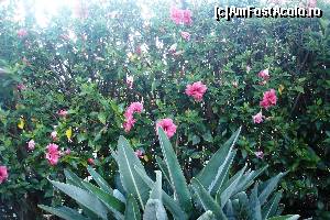 [P06]  -- <small>// FĂRĂ DESCRIERE</small> » foto by mihai.panait
 - 
<span class="allrVoted glyphicon glyphicon-heart hidden" id="av606510"></span>
<a class="m-l-10 hidden" id="sv606510" onclick="voting_Foto_DelVot(,606510,4289)" role="button">șterge vot <span class="glyphicon glyphicon-remove"></span></a>
<a id="v9606510" class=" c-red"  onclick="voting_Foto_SetVot(606510)" role="button"><span class="glyphicon glyphicon-heart-empty"></span> <b>LIKE</b> = Votează poza</a> <img class="hidden"  id="f606510W9" src="/imagini/loader.gif" border="0" /><span class="AjErrMes hidden" id="e606510ErM"></span>