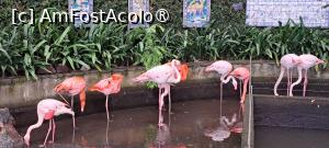 [P70] Jardim Tropical Monte Palace, delicatele păsări flamingo » foto by irinad
 - 
<span class="allrVoted glyphicon glyphicon-heart hidden" id="av1501286"></span>
<a class="m-l-10 hidden" id="sv1501286" onclick="voting_Foto_DelVot(,1501286,4289)" role="button">șterge vot <span class="glyphicon glyphicon-remove"></span></a>
<a id="v91501286" class=" c-red"  onclick="voting_Foto_SetVot(1501286)" role="button"><span class="glyphicon glyphicon-heart-empty"></span> <b>LIKE</b> = Votează poza</a> <img class="hidden"  id="f1501286W9" src="/imagini/loader.gif" border="0" /><span class="AjErrMes hidden" id="e1501286ErM"></span>