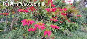 [P75] Jardim Tropical Monte Palace, flori exotice » foto by irinad
 - 
<span class="allrVoted glyphicon glyphicon-heart hidden" id="av1501291"></span>
<a class="m-l-10 hidden" id="sv1501291" onclick="voting_Foto_DelVot(,1501291,4289)" role="button">șterge vot <span class="glyphicon glyphicon-remove"></span></a>
<a id="v91501291" class=" c-red"  onclick="voting_Foto_SetVot(1501291)" role="button"><span class="glyphicon glyphicon-heart-empty"></span> <b>LIKE</b> = Votează poza</a> <img class="hidden"  id="f1501291W9" src="/imagini/loader.gif" border="0" /><span class="AjErrMes hidden" id="e1501291ErM"></span>