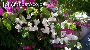 [P89] Florile dragi mie...  » foto by maryka
 - 
<span class="allrVoted glyphicon glyphicon-heart hidden" id="av1061132"></span>
<a class="m-l-10 hidden" id="sv1061132" onclick="voting_Foto_DelVot(,1061132,4364)" role="button">șterge vot <span class="glyphicon glyphicon-remove"></span></a>
<a id="v91061132" class=" c-red"  onclick="voting_Foto_SetVot(1061132)" role="button"><span class="glyphicon glyphicon-heart-empty"></span> <b>LIKE</b> = Votează poza</a> <img class="hidden"  id="f1061132W9" src="/imagini/loader.gif" border="0" /><span class="AjErrMes hidden" id="e1061132ErM"></span>