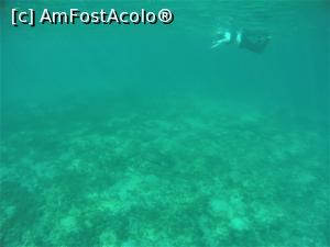 [P26] Snorkeling - broasca testoasa, eu la suprafata apei » foto by elenaadina
 - 
<span class="allrVoted glyphicon glyphicon-heart hidden" id="av1324144"></span>
<a class="m-l-10 hidden" id="sv1324144" onclick="voting_Foto_DelVot(,1324144,4365)" role="button">șterge vot <span class="glyphicon glyphicon-remove"></span></a>
<a id="v91324144" class=" c-red"  onclick="voting_Foto_SetVot(1324144)" role="button"><span class="glyphicon glyphicon-heart-empty"></span> <b>LIKE</b> = Votează poza</a> <img class="hidden"  id="f1324144W9" src="/imagini/loader.gif" border="0" /><span class="AjErrMes hidden" id="e1324144ErM"></span>