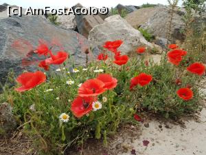 [P21] Amintire de la mare. » foto by Floryn81
 - 
<span class="allrVoted glyphicon glyphicon-heart hidden" id="av1168542"></span>
<a class="m-l-10 hidden" id="sv1168542" onclick="voting_Foto_DelVot(,1168542,4397)" role="button">șterge vot <span class="glyphicon glyphicon-remove"></span></a>
<a id="v91168542" class=" c-red"  onclick="voting_Foto_SetVot(1168542)" role="button"><span class="glyphicon glyphicon-heart-empty"></span> <b>LIKE</b> = Votează poza</a> <img class="hidden"  id="f1168542W9" src="/imagini/loader.gif" border="0" /><span class="AjErrMes hidden" id="e1168542ErM"></span>