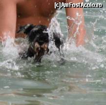 [P10] Kasey - un Michael Phelps al cainilor » foto by cristi_an3000
 - 
<span class="allrVoted glyphicon glyphicon-heart hidden" id="av135466"></span>
<a class="m-l-10 hidden" id="sv135466" onclick="voting_Foto_DelVot(,135466,4397)" role="button">șterge vot <span class="glyphicon glyphicon-remove"></span></a>
<a id="v9135466" class=" c-red"  onclick="voting_Foto_SetVot(135466)" role="button"><span class="glyphicon glyphicon-heart-empty"></span> <b>LIKE</b> = Votează poza</a> <img class="hidden"  id="f135466W9" src="/imagini/loader.gif" border="0" /><span class="AjErrMes hidden" id="e135466ErM"></span>