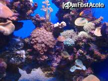 [P34] Mallorca,in Aquarium » foto by Marian Preda
 - 
<span class="allrVoted glyphicon glyphicon-heart hidden" id="av188558"></span>
<a class="m-l-10 hidden" id="sv188558" onclick="voting_Foto_DelVot(,188558,4407)" role="button">șterge vot <span class="glyphicon glyphicon-remove"></span></a>
<a id="v9188558" class=" c-red"  onclick="voting_Foto_SetVot(188558)" role="button"><span class="glyphicon glyphicon-heart-empty"></span> <b>LIKE</b> = Votează poza</a> <img class="hidden"  id="f188558W9" src="/imagini/loader.gif" border="0" /><span class="AjErrMes hidden" id="e188558ErM"></span>