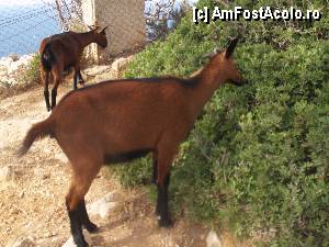 [P48] Excursie in Serra de Tramuntana / Capre, care nu erau deloc speriate de prezenţa oamenilor » foto by Mika
 - 
<span class="allrVoted glyphicon glyphicon-heart hidden" id="av378575"></span>
<a class="m-l-10 hidden" id="sv378575" onclick="voting_Foto_DelVot(,378575,4407)" role="button">șterge vot <span class="glyphicon glyphicon-remove"></span></a>
<a id="v9378575" class=" c-red"  onclick="voting_Foto_SetVot(378575)" role="button"><span class="glyphicon glyphicon-heart-empty"></span> <b>LIKE</b> = Votează poza</a> <img class="hidden"  id="f378575W9" src="/imagini/loader.gif" border="0" /><span class="AjErrMes hidden" id="e378575ErM"></span>