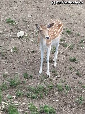 [P04] O prietena draga Bambi!  » foto by neligavra
 - 
<span class="allrVoted glyphicon glyphicon-heart hidden" id="av537620"></span>
<a class="m-l-10 hidden" id="sv537620" onclick="voting_Foto_DelVot(,537620,4420)" role="button">șterge vot <span class="glyphicon glyphicon-remove"></span></a>
<a id="v9537620" class=" c-red"  onclick="voting_Foto_SetVot(537620)" role="button"><span class="glyphicon glyphicon-heart-empty"></span> <b>LIKE</b> = Votează poza</a> <img class="hidden"  id="f537620W9" src="/imagini/loader.gif" border="0" /><span class="AjErrMes hidden" id="e537620ErM"></span>
