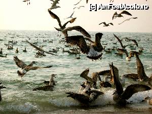 [P24] bataie mare » foto by no_oxigen
 - 
<span class="allrVoted glyphicon glyphicon-heart hidden" id="av421391"></span>
<a class="m-l-10 hidden" id="sv421391" onclick="voting_Foto_DelVot(,421391,4522)" role="button">șterge vot <span class="glyphicon glyphicon-remove"></span></a>
<a id="v9421391" class=" c-red"  onclick="voting_Foto_SetVot(421391)" role="button"><span class="glyphicon glyphicon-heart-empty"></span> <b>LIKE</b> = Votează poza</a> <img class="hidden"  id="f421391W9" src="/imagini/loader.gif" border="0" /><span class="AjErrMes hidden" id="e421391ErM"></span>