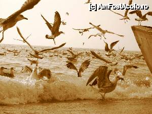 [P06] ii gasiti in fiecare dimineata pe la 6.30 langa cherhana... la fel de agitati :)  » foto by no_oxigen
 - 
<span class="allrVoted glyphicon glyphicon-heart hidden" id="av421350"></span>
<a class="m-l-10 hidden" id="sv421350" onclick="voting_Foto_DelVot(,421350,4522)" role="button">șterge vot <span class="glyphicon glyphicon-remove"></span></a>
<a id="v9421350" class=" c-red"  onclick="voting_Foto_SetVot(421350)" role="button"><span class="glyphicon glyphicon-heart-empty"></span> <b>LIKE</b> = Votează poza</a> <img class="hidden"  id="f421350W9" src="/imagini/loader.gif" border="0" /><span class="AjErrMes hidden" id="e421350ErM"></span>