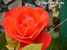 [P11] Un trandafir pentru voi - din curtea Vilei Belvedere, Busteni » foto by ascent
 - 
<span class="allrVoted glyphicon glyphicon-heart hidden" id="av152054"></span>
<a class="m-l-10 hidden" id="sv152054" onclick="voting_Foto_DelVot(,152054,4537)" role="button">șterge vot <span class="glyphicon glyphicon-remove"></span></a>
<a id="v9152054" class=" c-red"  onclick="voting_Foto_SetVot(152054)" role="button"><span class="glyphicon glyphicon-heart-empty"></span> <b>LIKE</b> = Votează poza</a> <img class="hidden"  id="f152054W9" src="/imagini/loader.gif" border="0" /><span class="AjErrMes hidden" id="e152054ErM"></span>