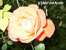 [P12] Si inca un trandafir portocaliu - tot din curtea Vilei Belvederen Busteni » foto by ascent
 - 
<span class="allrVoted glyphicon glyphicon-heart hidden" id="av152055"></span>
<a class="m-l-10 hidden" id="sv152055" onclick="voting_Foto_DelVot(,152055,4537)" role="button">șterge vot <span class="glyphicon glyphicon-remove"></span></a>
<a id="v9152055" class=" c-red"  onclick="voting_Foto_SetVot(152055)" role="button"><span class="glyphicon glyphicon-heart-empty"></span> <b>LIKE</b> = Votează poza</a> <img class="hidden"  id="f152055W9" src="/imagini/loader.gif" border="0" /><span class="AjErrMes hidden" id="e152055ErM"></span>