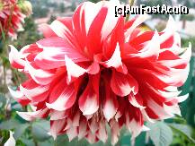 [P13] Si o dalie pestrita, tot din curtea Vilei Belvedere, Busteni - si tot pentru voi » foto by ascent
 - 
<span class="allrVoted glyphicon glyphicon-heart hidden" id="av152057"></span>
<a class="m-l-10 hidden" id="sv152057" onclick="voting_Foto_DelVot(,152057,4537)" role="button">șterge vot <span class="glyphicon glyphicon-remove"></span></a>
<a id="v9152057" class=" c-red"  onclick="voting_Foto_SetVot(152057)" role="button"><span class="glyphicon glyphicon-heart-empty"></span> <b>LIKE</b> = Votează poza</a> <img class="hidden"  id="f152057W9" src="/imagini/loader.gif" border="0" /><span class="AjErrMes hidden" id="e152057ErM"></span>