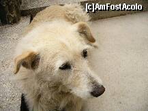 [P14] Si catelusa Rita, cea care pazeste Vila Belvedere din Busteni » foto by ascent
 - 
<span class="allrVoted glyphicon glyphicon-heart hidden" id="av152059"></span>
<a class="m-l-10 hidden" id="sv152059" onclick="voting_Foto_DelVot(,152059,4537)" role="button">șterge vot <span class="glyphicon glyphicon-remove"></span></a>
<a id="v9152059" class=" c-red"  onclick="voting_Foto_SetVot(152059)" role="button"><span class="glyphicon glyphicon-heart-empty"></span> <b>LIKE</b> = Votează poza</a> <img class="hidden"  id="f152059W9" src="/imagini/loader.gif" border="0" /><span class="AjErrMes hidden" id="e152059ErM"></span>