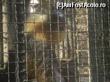 [P03] Sunt o maimutica fotogenica de la Zoo Baneasa Bucuresti !!! » foto by RobertCodescu
 - 
<span class="allrVoted glyphicon glyphicon-heart hidden" id="av165942"></span>
<a class="m-l-10 hidden" id="sv165942" onclick="voting_Foto_DelVot(,165942,4638)" role="button">șterge vot <span class="glyphicon glyphicon-remove"></span></a>
<a id="v9165942" class=" c-red"  onclick="voting_Foto_SetVot(165942)" role="button"><span class="glyphicon glyphicon-heart-empty"></span> <b>LIKE</b> = Votează poza</a> <img class="hidden"  id="f165942W9" src="/imagini/loader.gif" border="0" /><span class="AjErrMes hidden" id="e165942ErM"></span>