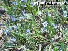 [P21] A venit primavara in Codrii Vlasiei. » foto by iulianic
 - 
<span class="allrVoted glyphicon glyphicon-heart hidden" id="av306746"></span>
<a class="m-l-10 hidden" id="sv306746" onclick="voting_Foto_DelVot(,306746,4638)" role="button">șterge vot <span class="glyphicon glyphicon-remove"></span></a>
<a id="v9306746" class=" c-red"  onclick="voting_Foto_SetVot(306746)" role="button"><span class="glyphicon glyphicon-heart-empty"></span> <b>LIKE</b> = Votează poza</a> <img class="hidden"  id="f306746W9" src="/imagini/loader.gif" border="0" /><span class="AjErrMes hidden" id="e306746ErM"></span>