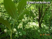 [P02] Pădurea Pustnicu - Aşa arată pădurea la început de mai.  » foto by iulianic
 - 
<span class="allrVoted glyphicon glyphicon-heart hidden" id="av416179"></span>
<a class="m-l-10 hidden" id="sv416179" onclick="voting_Foto_DelVot(,416179,4638)" role="button">șterge vot <span class="glyphicon glyphicon-remove"></span></a>
<a id="v9416179" class=" c-red"  onclick="voting_Foto_SetVot(416179)" role="button"><span class="glyphicon glyphicon-heart-empty"></span> <b>LIKE</b> = Votează poza</a> <img class="hidden"  id="f416179W9" src="/imagini/loader.gif" border="0" /><span class="AjErrMes hidden" id="e416179ErM"></span>