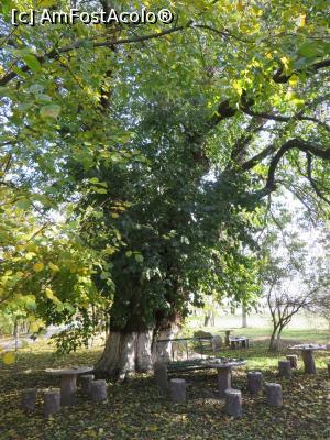 [P12] Un dud bătrân de circa 150 de ani în parcul Conacului Drugănescu.  » foto by tata123 🔱
 - 
<span class="allrVoted glyphicon glyphicon-heart hidden" id="av812170"></span>
<a class="m-l-10 hidden" id="sv812170" onclick="voting_Foto_DelVot(,812170,4638)" role="button">șterge vot <span class="glyphicon glyphicon-remove"></span></a>
<a id="v9812170" class=" c-red"  onclick="voting_Foto_SetVot(812170)" role="button"><span class="glyphicon glyphicon-heart-empty"></span> <b>LIKE</b> = Votează poza</a> <img class="hidden"  id="f812170W9" src="/imagini/loader.gif" border="0" /><span class="AjErrMes hidden" id="e812170ErM"></span>