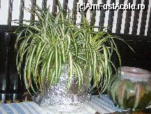 [P14] Peste tot erau plante de decor sau naturale in restaurant » foto by magdalena
 - 
<span class="allrVoted glyphicon glyphicon-heart hidden" id="av42753"></span>
<a class="m-l-10 hidden" id="sv42753" onclick="voting_Foto_DelVot(,42753,4643)" role="button">șterge vot <span class="glyphicon glyphicon-remove"></span></a>
<a id="v942753" class=" c-red"  onclick="voting_Foto_SetVot(42753)" role="button"><span class="glyphicon glyphicon-heart-empty"></span> <b>LIKE</b> = Votează poza</a> <img class="hidden"  id="f42753W9" src="/imagini/loader.gif" border="0" /><span class="AjErrMes hidden" id="e42753ErM"></span>