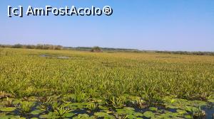 [P16] Plaja de nuferi - Delta Dunarii » foto by umflatila
 - 
<span class="allrVoted glyphicon glyphicon-heart hidden" id="av797510"></span>
<a class="m-l-10 hidden" id="sv797510" onclick="voting_Foto_DelVot(,797510,4656)" role="button">șterge vot <span class="glyphicon glyphicon-remove"></span></a>
<a id="v9797510" class=" c-red"  onclick="voting_Foto_SetVot(797510)" role="button"><span class="glyphicon glyphicon-heart-empty"></span> <b>LIKE</b> = Votează poza</a> <img class="hidden"  id="f797510W9" src="/imagini/loader.gif" border="0" /><span class="AjErrMes hidden" id="e797510ErM"></span>