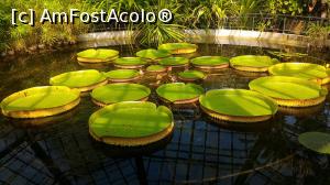 [P17] Gradina botanica Cluj Napoca - Sere » foto by umflatila
 - 
<span class="allrVoted glyphicon glyphicon-heart hidden" id="av797511"></span>
<a class="m-l-10 hidden" id="sv797511" onclick="voting_Foto_DelVot(,797511,4656)" role="button">șterge vot <span class="glyphicon glyphicon-remove"></span></a>
<a id="v9797511" class=" c-red"  onclick="voting_Foto_SetVot(797511)" role="button"><span class="glyphicon glyphicon-heart-empty"></span> <b>LIKE</b> = Votează poza</a> <img class="hidden"  id="f797511W9" src="/imagini/loader.gif" border="0" /><span class="AjErrMes hidden" id="e797511ErM"></span>