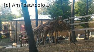 [P37] Zoo Targu Mures » foto by umflatila
 - 
<span class="allrVoted glyphicon glyphicon-heart hidden" id="av797531"></span>
<a class="m-l-10 hidden" id="sv797531" onclick="voting_Foto_DelVot(,797531,4656)" role="button">șterge vot <span class="glyphicon glyphicon-remove"></span></a>
<a id="v9797531" class=" c-red"  onclick="voting_Foto_SetVot(797531)" role="button"><span class="glyphicon glyphicon-heart-empty"></span> <b>LIKE</b> = Votează poza</a> <img class="hidden"  id="f797531W9" src="/imagini/loader.gif" border="0" /><span class="AjErrMes hidden" id="e797531ErM"></span>