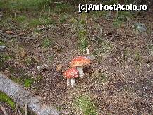 [P14] Ranca Octombrie 2010 » foto by ionescunic
 - 
<span class="allrVoted glyphicon glyphicon-heart hidden" id="av295557"></span>
<a class="m-l-10 hidden" id="sv295557" onclick="voting_Foto_DelVot(,295557,4665)" role="button">șterge vot <span class="glyphicon glyphicon-remove"></span></a>
<a id="v9295557" class=" c-red"  onclick="voting_Foto_SetVot(295557)" role="button"><span class="glyphicon glyphicon-heart-empty"></span> <b>LIKE</b> = Votează poza</a> <img class="hidden"  id="f295557W9" src="/imagini/loader.gif" border="0" /><span class="AjErrMes hidden" id="e295557ErM"></span>