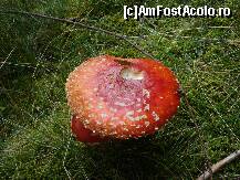 [P17] Ranca Octombrie 2010 » foto by ionescunic
 - 
<span class="allrVoted glyphicon glyphicon-heart hidden" id="av295560"></span>
<a class="m-l-10 hidden" id="sv295560" onclick="voting_Foto_DelVot(,295560,4665)" role="button">șterge vot <span class="glyphicon glyphicon-remove"></span></a>
<a id="v9295560" class=" c-red"  onclick="voting_Foto_SetVot(295560)" role="button"><span class="glyphicon glyphicon-heart-empty"></span> <b>LIKE</b> = Votează poza</a> <img class="hidden"  id="f295560W9" src="/imagini/loader.gif" border="0" /><span class="AjErrMes hidden" id="e295560ErM"></span>