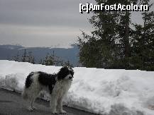 [P40] Haiduc-e craiul muntilor!!!!!!!! » foto by georgiana
 - 
<span class="allrVoted glyphicon glyphicon-heart hidden" id="av68244"></span>
<a class="m-l-10 hidden" id="sv68244" onclick="voting_Foto_DelVot(,68244,4665)" role="button">șterge vot <span class="glyphicon glyphicon-remove"></span></a>
<a id="v968244" class=" c-red"  onclick="voting_Foto_SetVot(68244)" role="button"><span class="glyphicon glyphicon-heart-empty"></span> <b>LIKE</b> = Votează poza</a> <img class="hidden"  id="f68244W9" src="/imagini/loader.gif" border="0" /><span class="AjErrMes hidden" id="e68244ErM"></span>