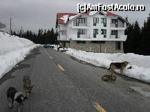 [P41] Priviti ce va spuneam!Sunt 5 ....dintr-o ''lovitura''???? » foto by georgiana
 - 
<span class="allrVoted glyphicon glyphicon-heart hidden" id="av68245"></span>
<a class="m-l-10 hidden" id="sv68245" onclick="voting_Foto_DelVot(,68245,4665)" role="button">șterge vot <span class="glyphicon glyphicon-remove"></span></a>
<a id="v968245" class=" c-red"  onclick="voting_Foto_SetVot(68245)" role="button"><span class="glyphicon glyphicon-heart-empty"></span> <b>LIKE</b> = Votează poza</a> <img class="hidden"  id="f68245W9" src="/imagini/loader.gif" border="0" /><span class="AjErrMes hidden" id="e68245ErM"></span>