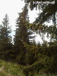 [P10] Muguri de brad ,o ESENTA de sanatate. » foto by Marian Preda
 - 
<span class="allrVoted glyphicon glyphicon-heart hidden" id="av224226"></span>
<a class="m-l-10 hidden" id="sv224226" onclick="voting_Foto_DelVot(,224226,4665)" role="button">șterge vot <span class="glyphicon glyphicon-remove"></span></a>
<a id="v9224226" class=" c-red"  onclick="voting_Foto_SetVot(224226)" role="button"><span class="glyphicon glyphicon-heart-empty"></span> <b>LIKE</b> = Votează poza</a> <img class="hidden"  id="f224226W9" src="/imagini/loader.gif" border="0" /><span class="AjErrMes hidden" id="e224226ErM"></span>