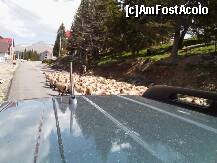 [P21] Miorite in transhumanta, pe drumurile din Ranca. » foto by Marian Preda
 - 
<span class="allrVoted glyphicon glyphicon-heart hidden" id="av224259"></span>
<a class="m-l-10 hidden" id="sv224259" onclick="voting_Foto_DelVot(,224259,4665)" role="button">șterge vot <span class="glyphicon glyphicon-remove"></span></a>
<a id="v9224259" class=" c-red"  onclick="voting_Foto_SetVot(224259)" role="button"><span class="glyphicon glyphicon-heart-empty"></span> <b>LIKE</b> = Votează poza</a> <img class="hidden"  id="f224259W9" src="/imagini/loader.gif" border="0" /><span class="AjErrMes hidden" id="e224259ErM"></span>