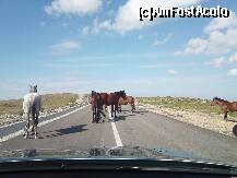 [P23] Cai salbatici ,miorite,vacute...pe soseaua ce duce la RANCA! » foto by Marian Preda
 - 
<span class="allrVoted glyphicon glyphicon-heart hidden" id="av224261"></span>
<a class="m-l-10 hidden" id="sv224261" onclick="voting_Foto_DelVot(,224261,4665)" role="button">șterge vot <span class="glyphicon glyphicon-remove"></span></a>
<a id="v9224261" class=" c-red"  onclick="voting_Foto_SetVot(224261)" role="button"><span class="glyphicon glyphicon-heart-empty"></span> <b>LIKE</b> = Votează poza</a> <img class="hidden"  id="f224261W9" src="/imagini/loader.gif" border="0" /><span class="AjErrMes hidden" id="e224261ErM"></span>