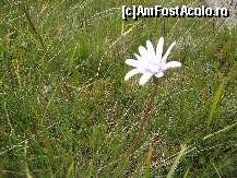 [P18] flori de munte » foto by dpavel
 - 
<span class="allrVoted glyphicon glyphicon-heart hidden" id="av250708"></span>
<a class="m-l-10 hidden" id="sv250708" onclick="voting_Foto_DelVot(,250708,4665)" role="button">șterge vot <span class="glyphicon glyphicon-remove"></span></a>
<a id="v9250708" class=" c-red"  onclick="voting_Foto_SetVot(250708)" role="button"><span class="glyphicon glyphicon-heart-empty"></span> <b>LIKE</b> = Votează poza</a> <img class="hidden"  id="f250708W9" src="/imagini/loader.gif" border="0" /><span class="AjErrMes hidden" id="e250708ErM"></span>