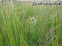 [P20] flori de munte » foto by dpavel
 - 
<span class="allrVoted glyphicon glyphicon-heart hidden" id="av250710"></span>
<a class="m-l-10 hidden" id="sv250710" onclick="voting_Foto_DelVot(,250710,4665)" role="button">șterge vot <span class="glyphicon glyphicon-remove"></span></a>
<a id="v9250710" class=" c-red"  onclick="voting_Foto_SetVot(250710)" role="button"><span class="glyphicon glyphicon-heart-empty"></span> <b>LIKE</b> = Votează poza</a> <img class="hidden"  id="f250710W9" src="/imagini/loader.gif" border="0" /><span class="AjErrMes hidden" id="e250710ErM"></span>