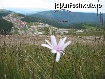 [P24] floare de munte in prim plan si ranca in plan indepartat » foto by dpavel
 - 
<span class="allrVoted glyphicon glyphicon-heart hidden" id="av250714"></span>
<a class="m-l-10 hidden" id="sv250714" onclick="voting_Foto_DelVot(,250714,4665)" role="button">șterge vot <span class="glyphicon glyphicon-remove"></span></a>
<a id="v9250714" class=" c-red"  onclick="voting_Foto_SetVot(250714)" role="button"><span class="glyphicon glyphicon-heart-empty"></span> <b>LIKE</b> = Votează poza</a> <img class="hidden"  id="f250714W9" src="/imagini/loader.gif" border="0" /><span class="AjErrMes hidden" id="e250714ErM"></span>