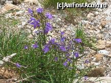 [P07] flori de munte » foto by dpavel
 - 
<span class="allrVoted glyphicon glyphicon-heart hidden" id="av250697"></span>
<a class="m-l-10 hidden" id="sv250697" onclick="voting_Foto_DelVot(,250697,4665)" role="button">șterge vot <span class="glyphicon glyphicon-remove"></span></a>
<a id="v9250697" class=" c-red"  onclick="voting_Foto_SetVot(250697)" role="button"><span class="glyphicon glyphicon-heart-empty"></span> <b>LIKE</b> = Votează poza</a> <img class="hidden"  id="f250697W9" src="/imagini/loader.gif" border="0" /><span class="AjErrMes hidden" id="e250697ErM"></span>