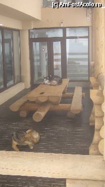 [P16] daca astia-s 'maidanezi', io la mananc cozile! » foto by Dragoș_MD
 - 
<span class="allrVoted glyphicon glyphicon-heart hidden" id="av52284"></span>
<a class="m-l-10 hidden" id="sv52284" onclick="voting_Foto_DelVot(,52284,4665)" role="button">șterge vot <span class="glyphicon glyphicon-remove"></span></a>
<a id="v952284" class=" c-red"  onclick="voting_Foto_SetVot(52284)" role="button"><span class="glyphicon glyphicon-heart-empty"></span> <b>LIKE</b> = Votează poza</a> <img class="hidden"  id="f52284W9" src="/imagini/loader.gif" border="0" /><span class="AjErrMes hidden" id="e52284ErM"></span>