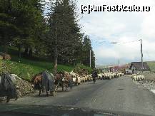 [P08] Imagine pe care o ador....la munte ciobani cu oile si cativa magarusi. » foto by mirelutza
 - 
<span class="allrVoted glyphicon glyphicon-heart hidden" id="av133705"></span>
<a class="m-l-10 hidden" id="sv133705" onclick="voting_Foto_DelVot(,133705,4665)" role="button">șterge vot <span class="glyphicon glyphicon-remove"></span></a>
<a id="v9133705" class=" c-red"  onclick="voting_Foto_SetVot(133705)" role="button"><span class="glyphicon glyphicon-heart-empty"></span> <b>LIKE</b> = Votează poza</a> <img class="hidden"  id="f133705W9" src="/imagini/loader.gif" border="0" /><span class="AjErrMes hidden" id="e133705ErM"></span>