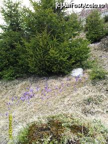 [P19] multe floricele au invadat platourile din preajma pensiunii VM » foto by ms65
 - 
<span class="allrVoted glyphicon glyphicon-heart hidden" id="av77287"></span>
<a class="m-l-10 hidden" id="sv77287" onclick="voting_Foto_DelVot(,77287,4665)" role="button">șterge vot <span class="glyphicon glyphicon-remove"></span></a>
<a id="v977287" class=" c-red"  onclick="voting_Foto_SetVot(77287)" role="button"><span class="glyphicon glyphicon-heart-empty"></span> <b>LIKE</b> = Votează poza</a> <img class="hidden"  id="f77287W9" src="/imagini/loader.gif" border="0" /><span class="AjErrMes hidden" id="e77287ErM"></span>