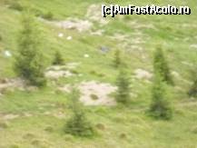 [P15]  -- <small>// FĂRĂ DESCRIERE</small> » foto by daria40
 - 
<span class="allrVoted glyphicon glyphicon-heart hidden" id="av94087"></span>
<a class="m-l-10 hidden" id="sv94087" onclick="voting_Foto_DelVot(,94087,4665)" role="button">șterge vot <span class="glyphicon glyphicon-remove"></span></a>
<a id="v994087" class=" c-red"  onclick="voting_Foto_SetVot(94087)" role="button"><span class="glyphicon glyphicon-heart-empty"></span> <b>LIKE</b> = Votează poza</a> <img class="hidden"  id="f94087W9" src="/imagini/loader.gif" border="0" /><span class="AjErrMes hidden" id="e94087ErM"></span>