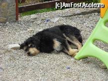 [P19] paznicul pensiunii... inofensiv... » foto by daria40
 - 
<span class="allrVoted glyphicon glyphicon-heart hidden" id="av94098"></span>
<a class="m-l-10 hidden" id="sv94098" onclick="voting_Foto_DelVot(,94098,4665)" role="button">șterge vot <span class="glyphicon glyphicon-remove"></span></a>
<a id="v994098" class=" c-red"  onclick="voting_Foto_SetVot(94098)" role="button"><span class="glyphicon glyphicon-heart-empty"></span> <b>LIKE</b> = Votează poza</a> <img class="hidden"  id="f94098W9" src="/imagini/loader.gif" border="0" /><span class="AjErrMes hidden" id="e94098ErM"></span>