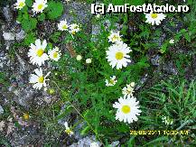 [P58]  -- <small>// FĂRĂ DESCRIERE</small> » foto by adryana
 - 
<span class="allrVoted glyphicon glyphicon-heart hidden" id="av250089"></span>
<a class="m-l-10 hidden" id="sv250089" onclick="voting_Foto_DelVot(,250089,4665)" role="button">șterge vot <span class="glyphicon glyphicon-remove"></span></a>
<a id="v9250089" class=" c-red"  onclick="voting_Foto_SetVot(250089)" role="button"><span class="glyphicon glyphicon-heart-empty"></span> <b>LIKE</b> = Votează poza</a> <img class="hidden"  id="f250089W9" src="/imagini/loader.gif" border="0" /><span class="AjErrMes hidden" id="e250089ErM"></span>