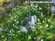 [P59]  -- <small>// FĂRĂ DESCRIERE</small> » foto by adryana
 - 
<span class="allrVoted glyphicon glyphicon-heart hidden" id="av250092"></span>
<a class="m-l-10 hidden" id="sv250092" onclick="voting_Foto_DelVot(,250092,4665)" role="button">șterge vot <span class="glyphicon glyphicon-remove"></span></a>
<a id="v9250092" class=" c-red"  onclick="voting_Foto_SetVot(250092)" role="button"><span class="glyphicon glyphicon-heart-empty"></span> <b>LIKE</b> = Votează poza</a> <img class="hidden"  id="f250092W9" src="/imagini/loader.gif" border="0" /><span class="AjErrMes hidden" id="e250092ErM"></span>