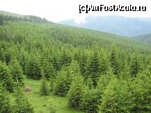 [P01] Padurea neatinsa, dar oare pana cand? » foto by amalyca
 - 
<span class="allrVoted glyphicon glyphicon-heart hidden" id="av101012"></span>
<a class="m-l-10 hidden" id="sv101012" onclick="voting_Foto_DelVot(,101012,4665)" role="button">șterge vot <span class="glyphicon glyphicon-remove"></span></a>
<a id="v9101012" class=" c-red"  onclick="voting_Foto_SetVot(101012)" role="button"><span class="glyphicon glyphicon-heart-empty"></span> <b>LIKE</b> = Votează poza</a> <img class="hidden"  id="f101012W9" src="/imagini/loader.gif" border="0" /><span class="AjErrMes hidden" id="e101012ErM"></span>