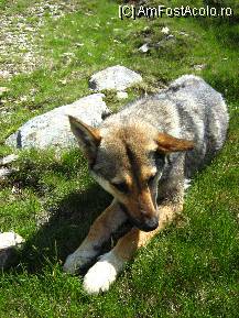 [P11] Company la odihna dupa urcusul pe varful “Papusa”; hamm, hamm ajuns cu greu, dar nu m-am lasat eu » foto by adria
 - 
<span class="allrVoted glyphicon glyphicon-heart hidden" id="av90069"></span>
<a class="m-l-10 hidden" id="sv90069" onclick="voting_Foto_DelVot(,90069,4665)" role="button">șterge vot <span class="glyphicon glyphicon-remove"></span></a>
<a id="v990069" class=" c-red"  onclick="voting_Foto_SetVot(90069)" role="button"><span class="glyphicon glyphicon-heart-empty"></span> <b>LIKE</b> = Votează poza</a> <img class="hidden"  id="f90069W9" src="/imagini/loader.gif" border="0" /><span class="AjErrMes hidden" id="e90069ErM"></span>